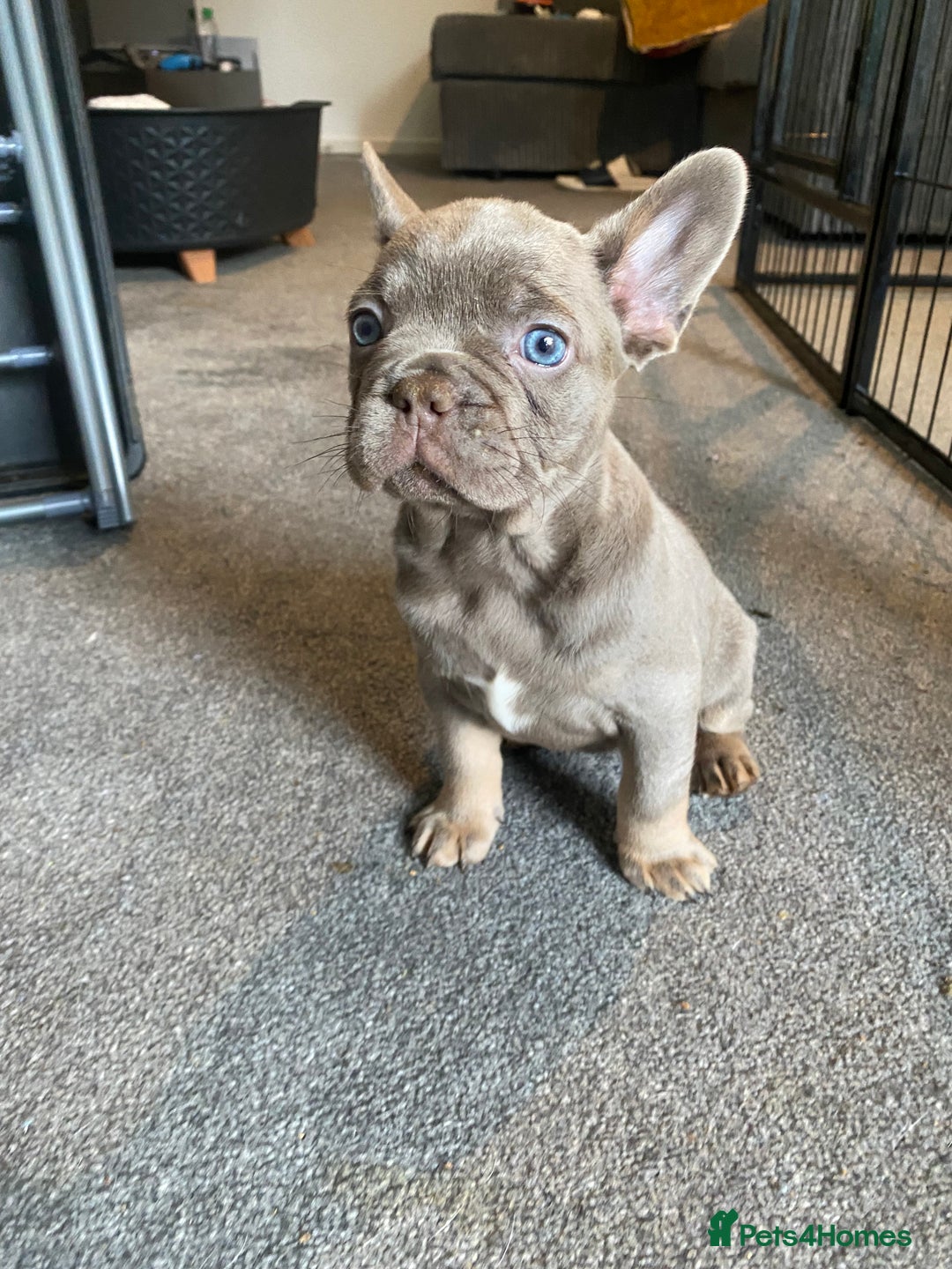 French Bulldog dogs for sale: FLUFFY AND PINK CARRIERS  - Advert 1