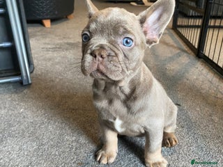 French Bulldog dogs FLUFFY AND PINK CARRIERS - Advert 3