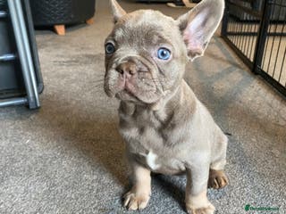 French Bulldog dogs FLUFFY AND PINK CARRIERS - Advert 11