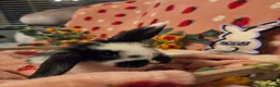 Mini Lop rabbits for sale: Last butterfly mini lop Doe - Advert 1