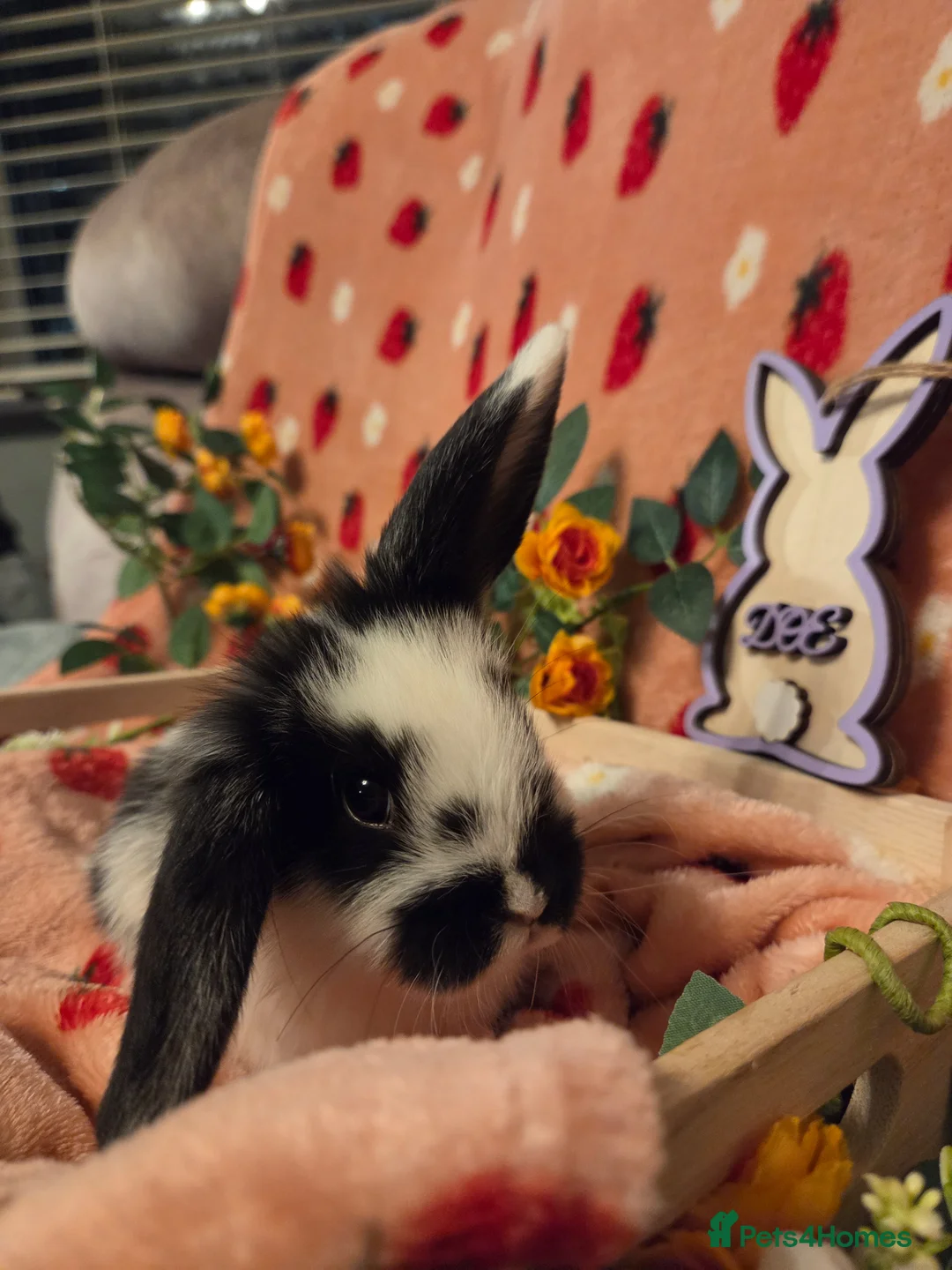 Mini Lop rabbits for sale: Last butterfly mini lop Doe - Advert 1