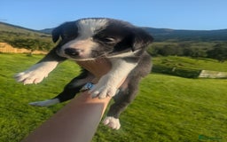Border Collie dogs for sale: Border Collie Puppies - Image 19