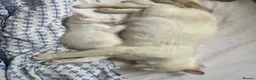 Ragdoll cats for sale: Gorgeous Ragdoll Kittens - Advert 8