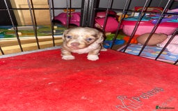 Miniature Dachshund dogs for sale: miniature isabella dapple dachshund  - Image 2