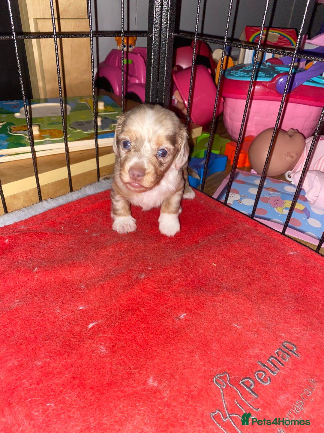 Miniature Dachshund dogs for sale: miniature isabella dapple dachshund  - Image 2