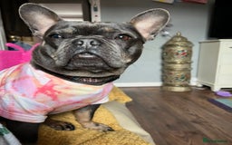 French Bulldog dogs for sale: Meet Zola 🐶  - Image 5
