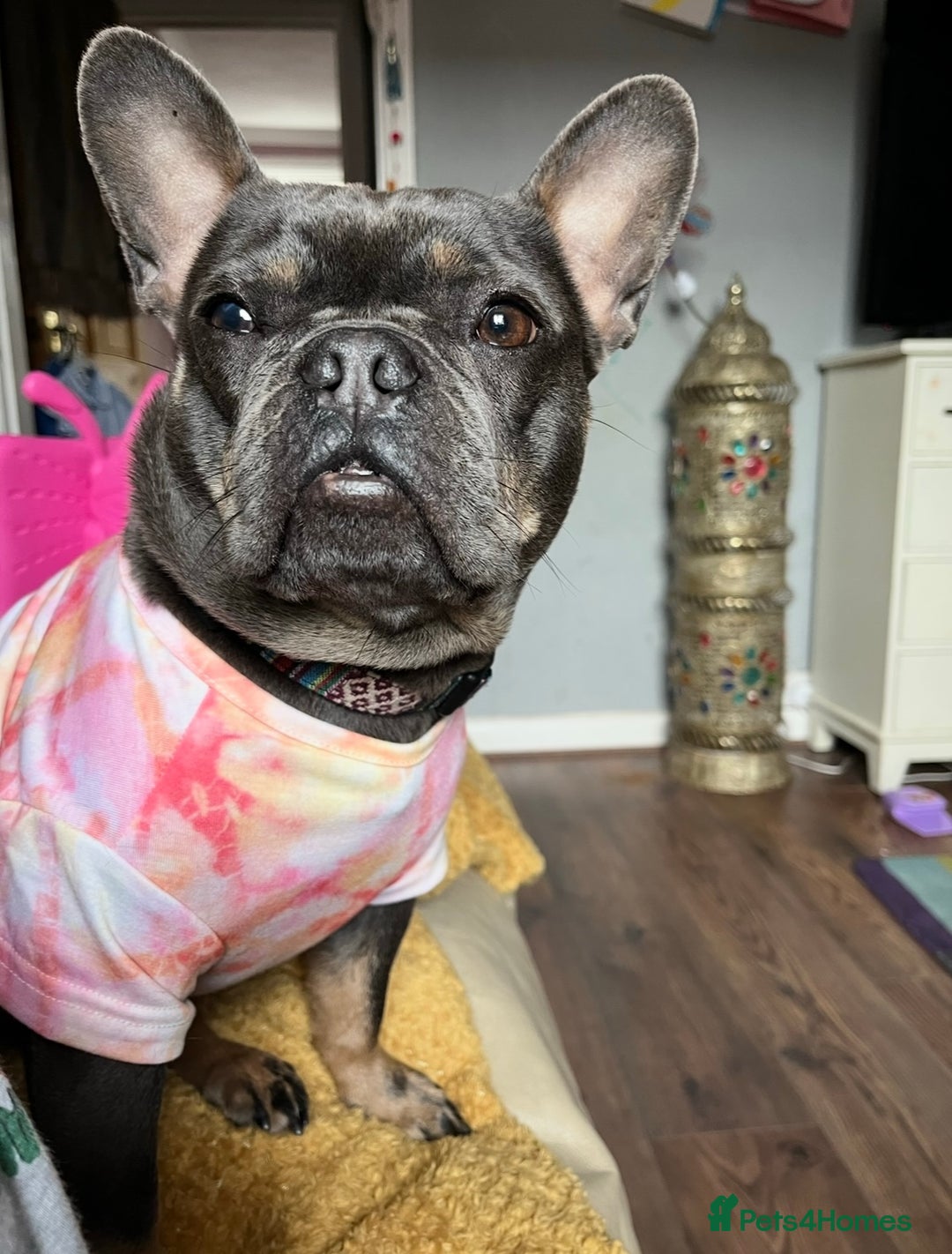 French Bulldog dogs for sale: Meet Zola 🐶  - Image 5