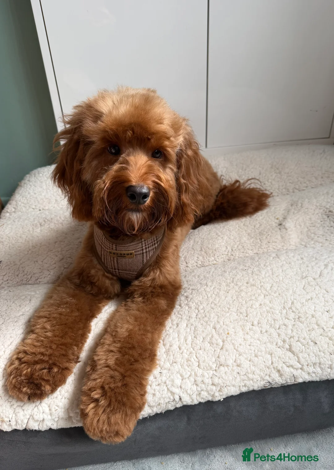 Cockapoo dogs for stud: Stunning cockapoo STUD  - Advert 2