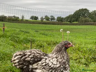 Chickens poultry Pure Bred Silver Laced Orpington Pullets - Advert 17