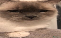 Ragdoll cats for sale: 2 x GCCF Registered Ragdolls for Sale - Image 8