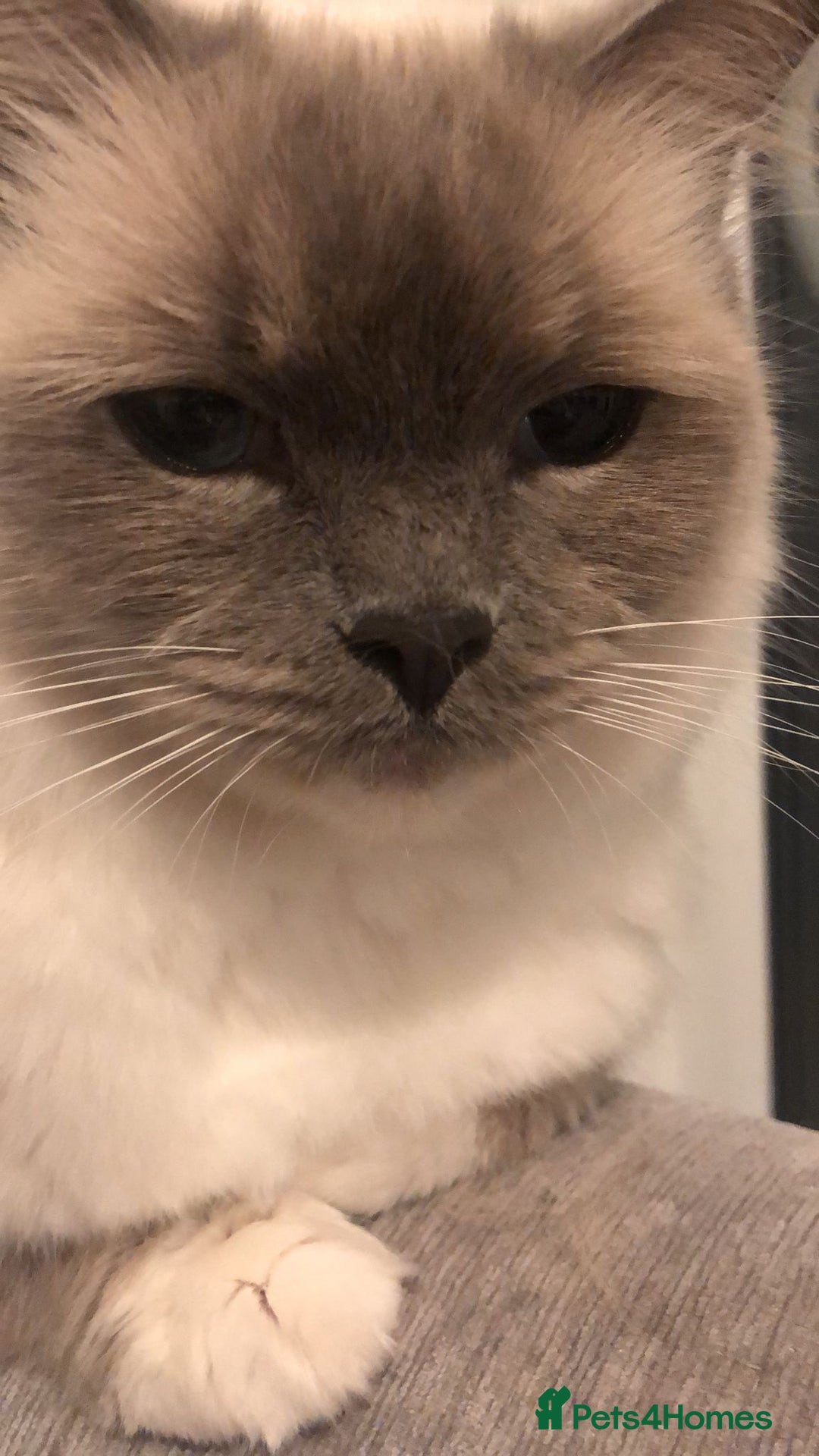 Ragdoll cats for sale: 2 x GCCF Registered Ragdolls for Sale - Image 8