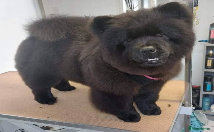 Chow Chow dogs Pearl the chow chow - Advert 4