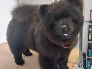 Chow Chow dogs Pearl the chow chow - Advert 5