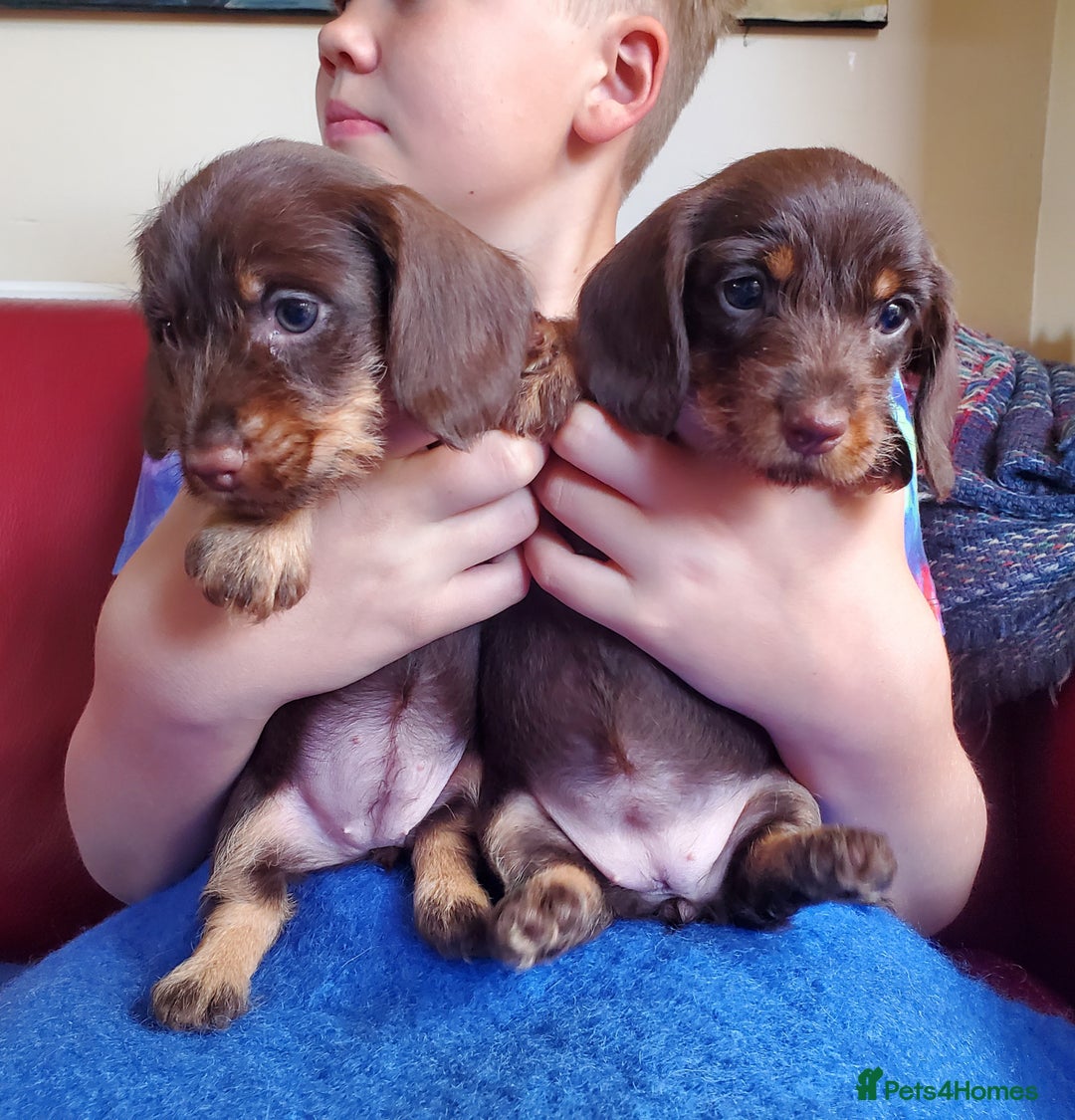 Miniature Dachshund dogs for sale: KC reg Miniature Wirehaired Dachshund girls - Image 4