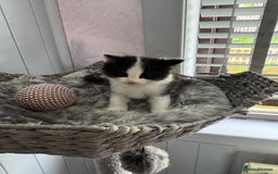 British Longhair cats for sale: Ragdoll x British long haired (calico) kittens - Image 7