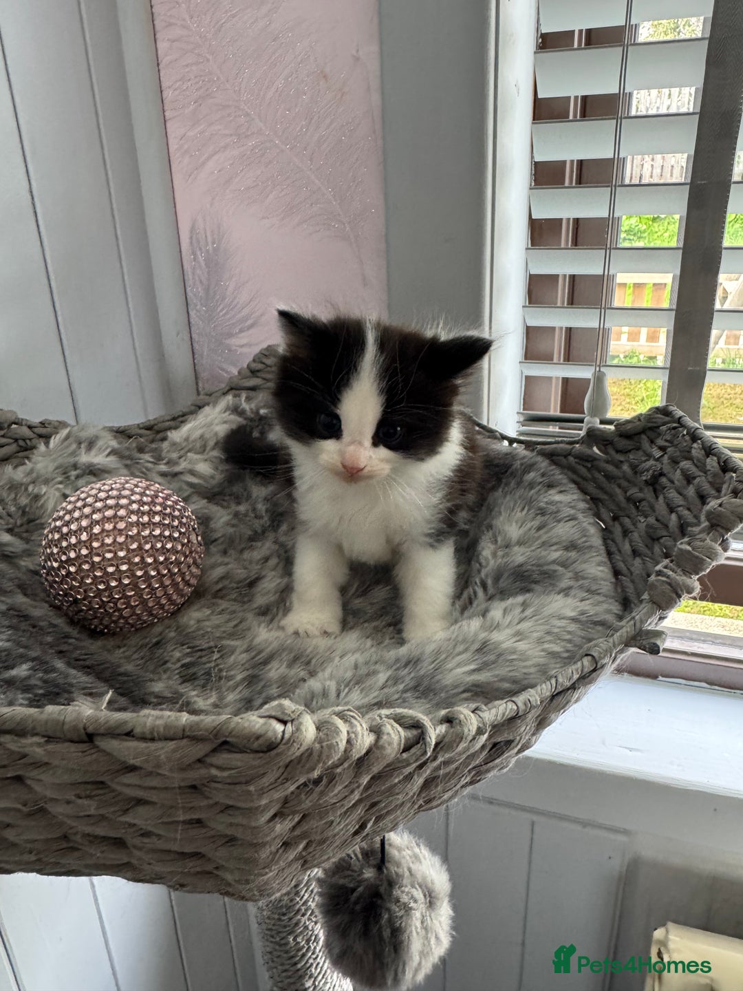 British Longhair cats for sale: Ragdoll x British long haired (calico) kittens - Image 7