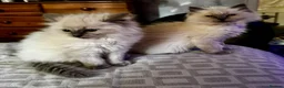 Ragdoll cats for sale: Beautiful Pure Ragdoll kittens vacs/mchipped  - Advert 14