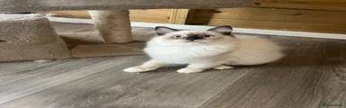 Ragdoll 1
