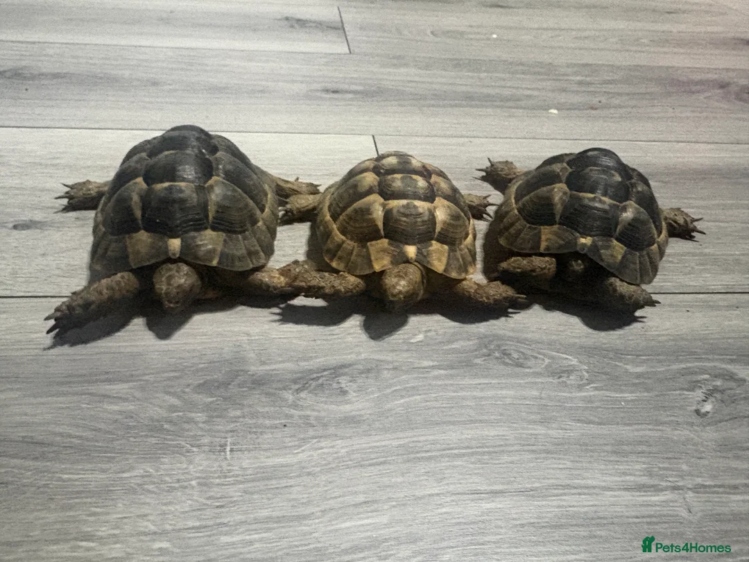 Tortoise reptiles for sale: greek spur-thighed tortoises - Advert 2