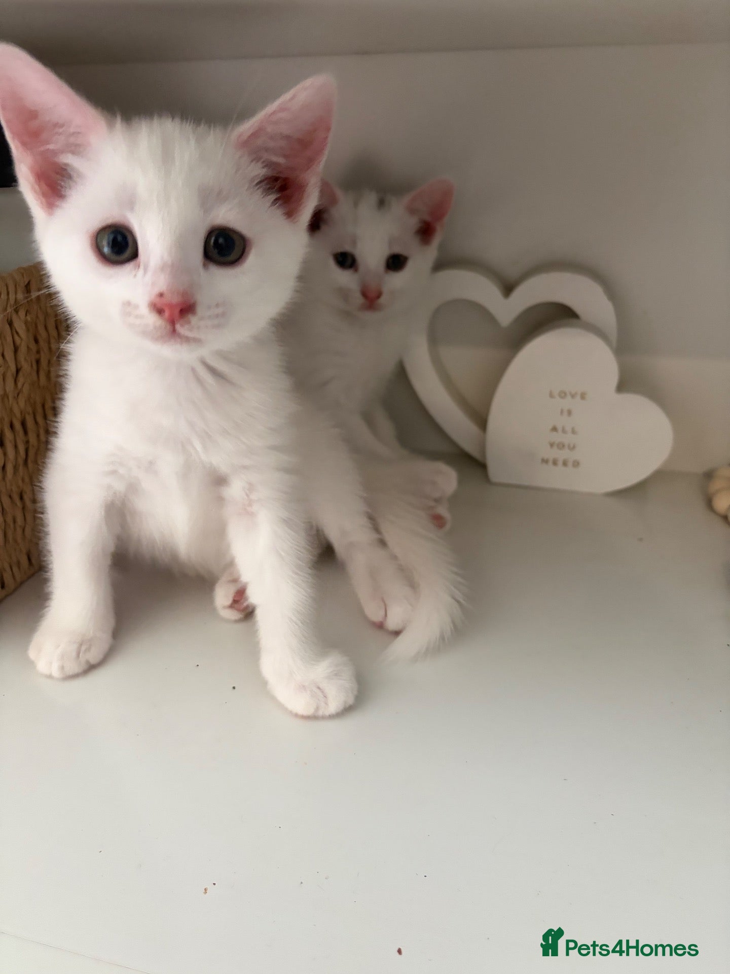 Russian Blue cats Russian White kittens Ready to go now  - Advert 3