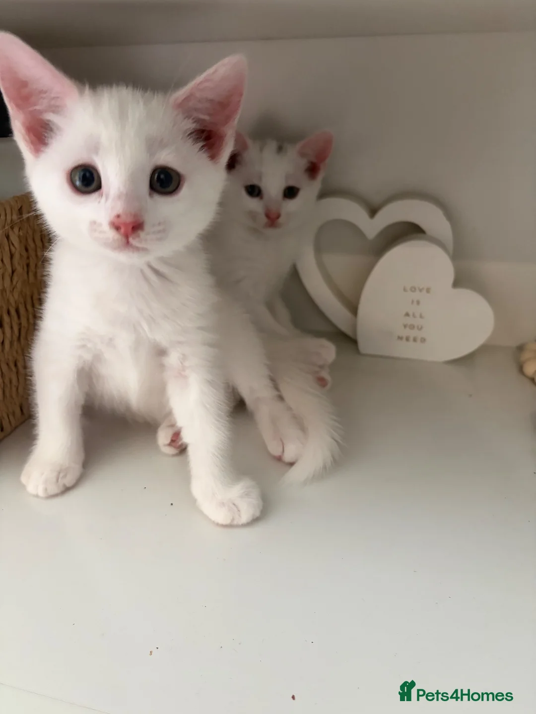 Russian Blue cats for sale: Russian White kittens Ready to go now  - Advert 1
