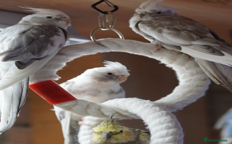 Cockatiels birds - Advert 1