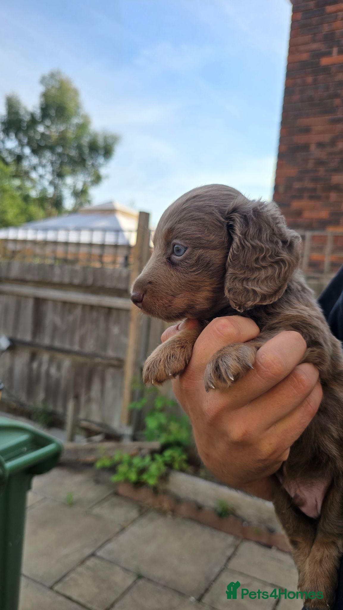 Miniature Dachshund dogs Issabella Longhair miniature dachshund  - Advert 1