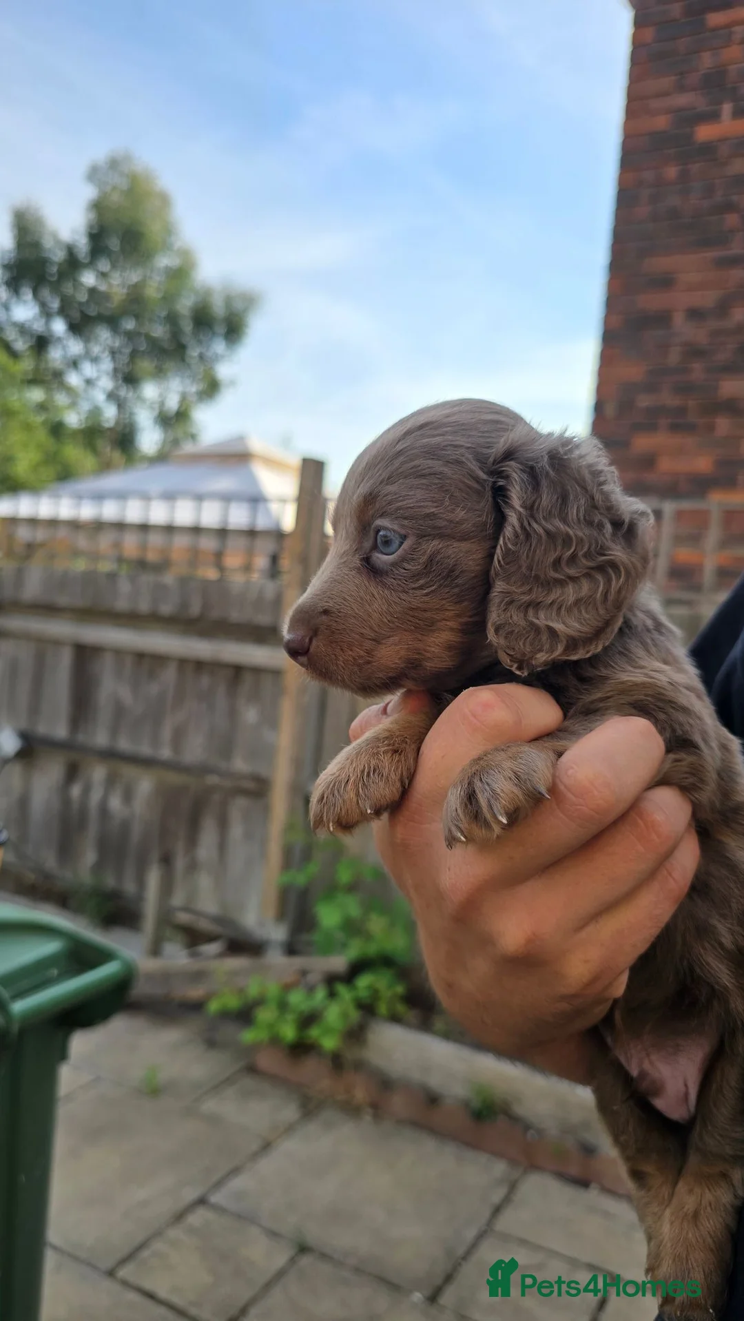 Miniature Dachshund dogs for sale: Issabella Longhair miniature dachshund  - Advert 1