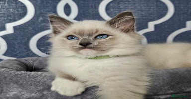 Ragdoll cats - Advert 8
