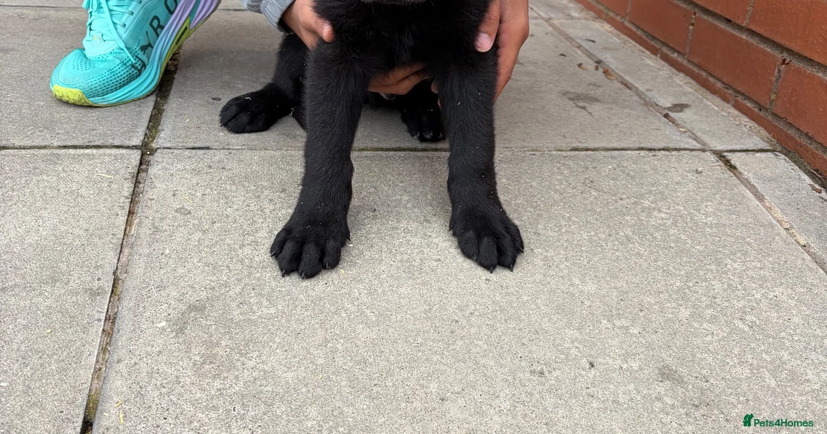 True Prussian Color German Shepherd Puppies for sale | Pets4Homes