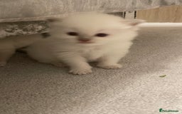 Ragdoll cats for sale: *ALL SOLD* gorgeous ragdoll kittens  - Image 9