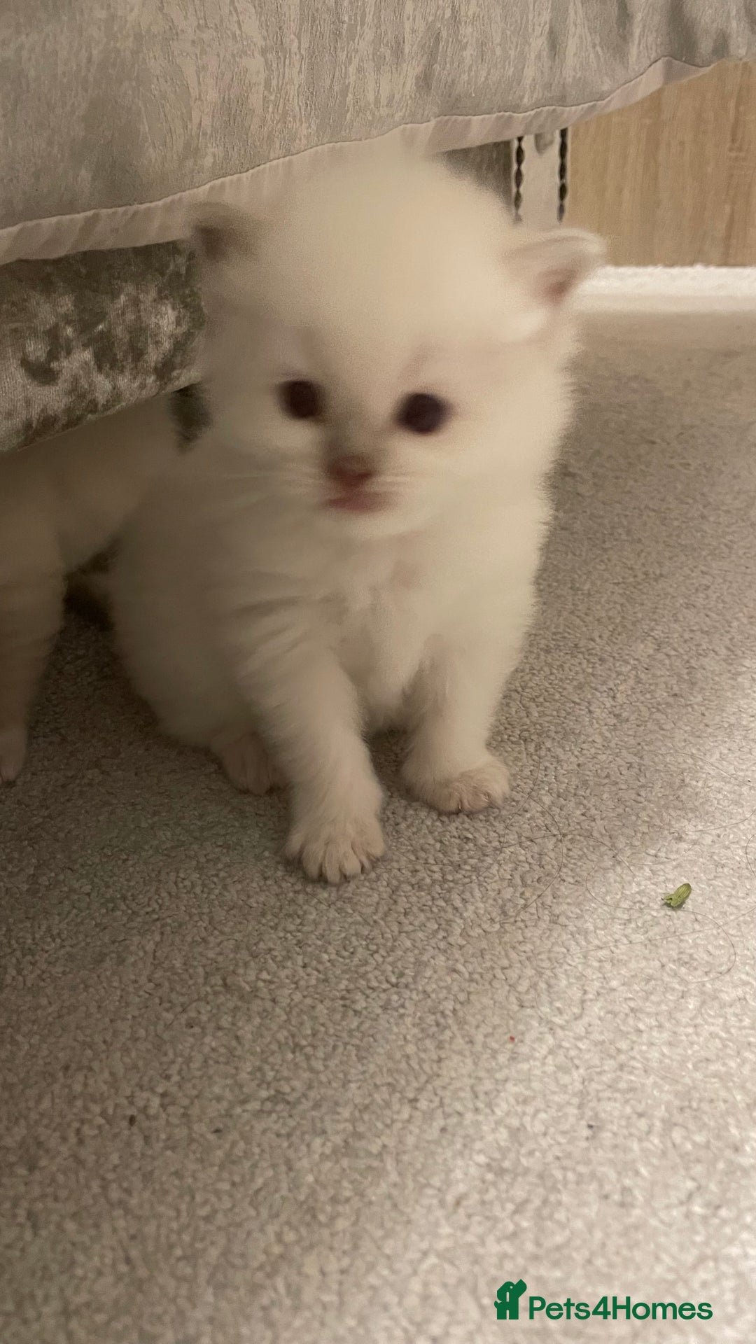 Ragdoll cats for sale: *ALL SOLD* gorgeous ragdoll kittens  - Image 9