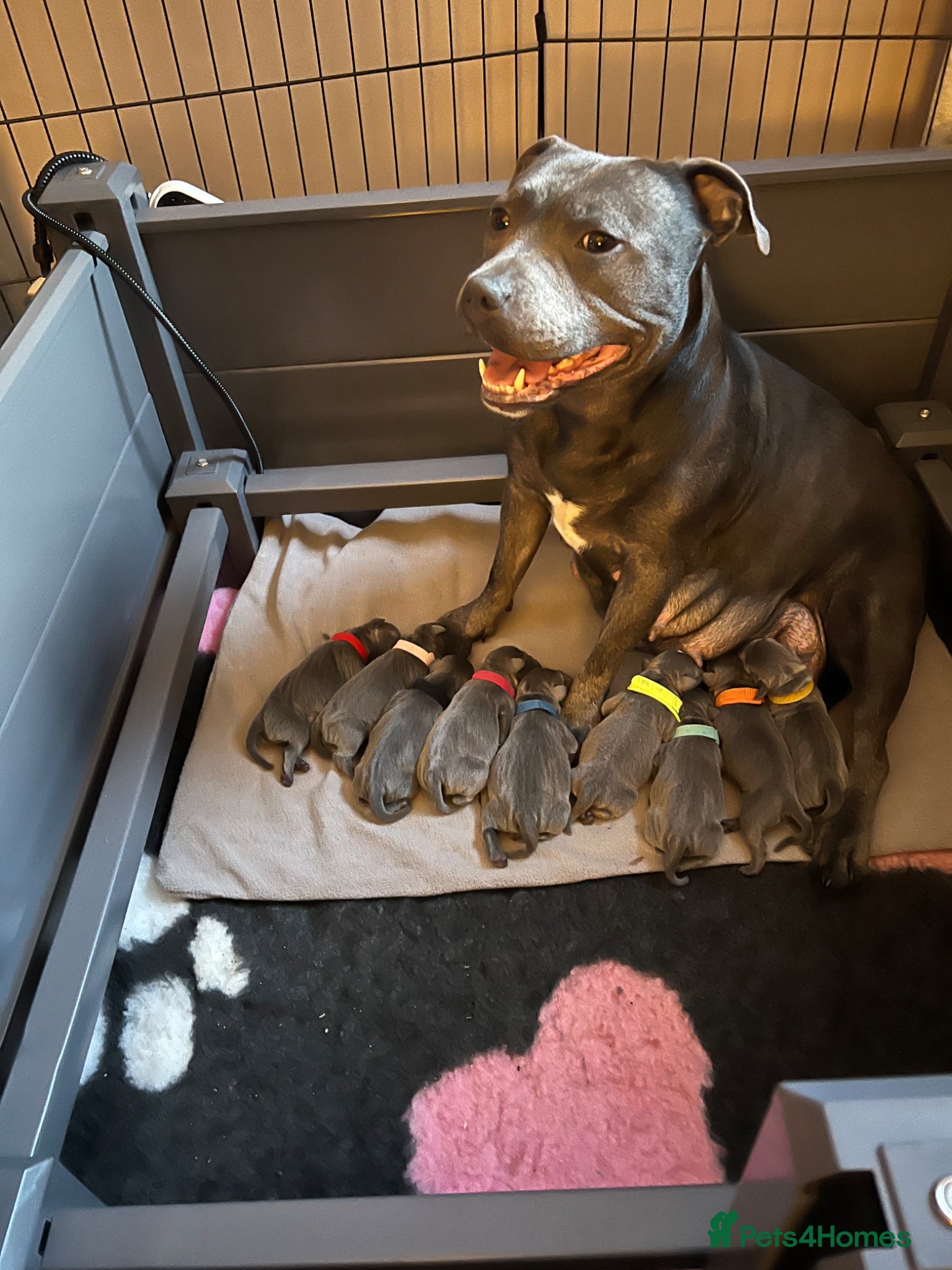 Staffordshire Bull Terrier dogs Blue Staffordshire bull terrier  - Advert 2