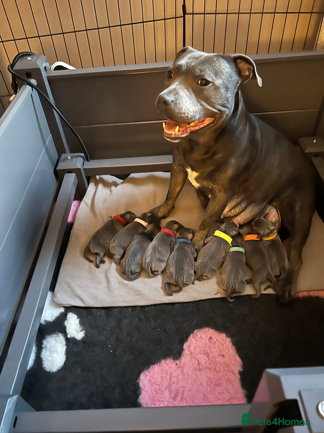 Staffordshire Bull Terrier dogs for sale: Blue Staffordshire bull terrier  - Advert 1