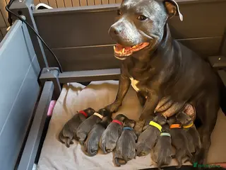 Staffordshire Bull Terrier dogs Blue Staffordshire bull terrier - Advert 2