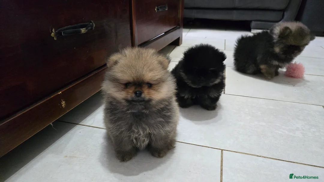 Pomeranian dogs for sale: Tiny hearts wrapped in fluffy coats ready for love - Advert 13