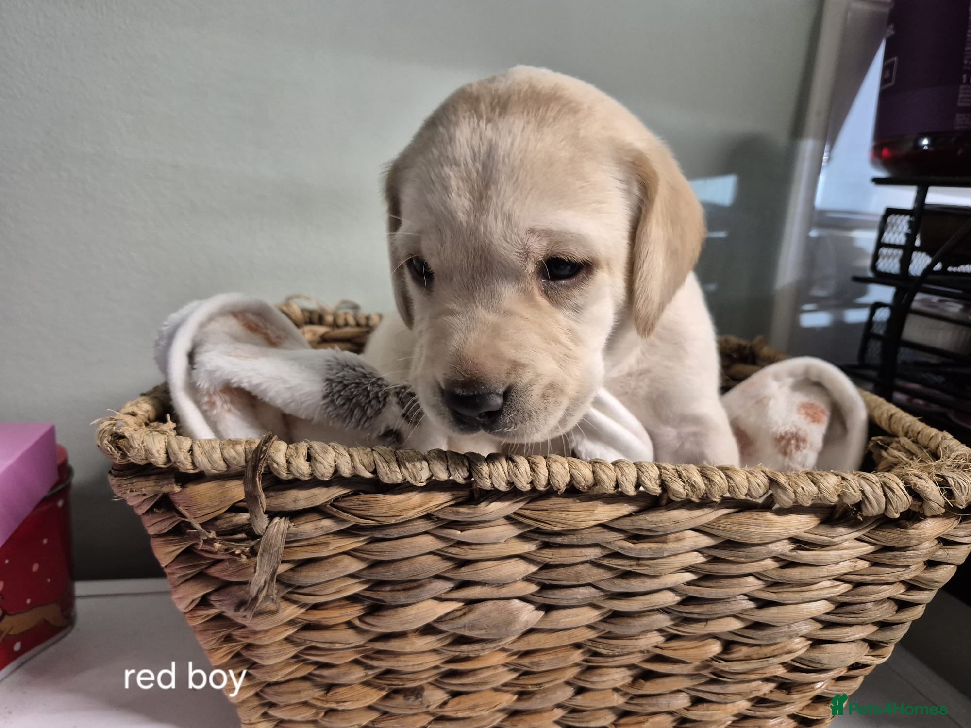 Labrador Retriever dogs Labrador puppies - Advert 7