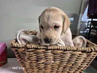 Labrador Retriever dogs Labrador puppies - Advert 10