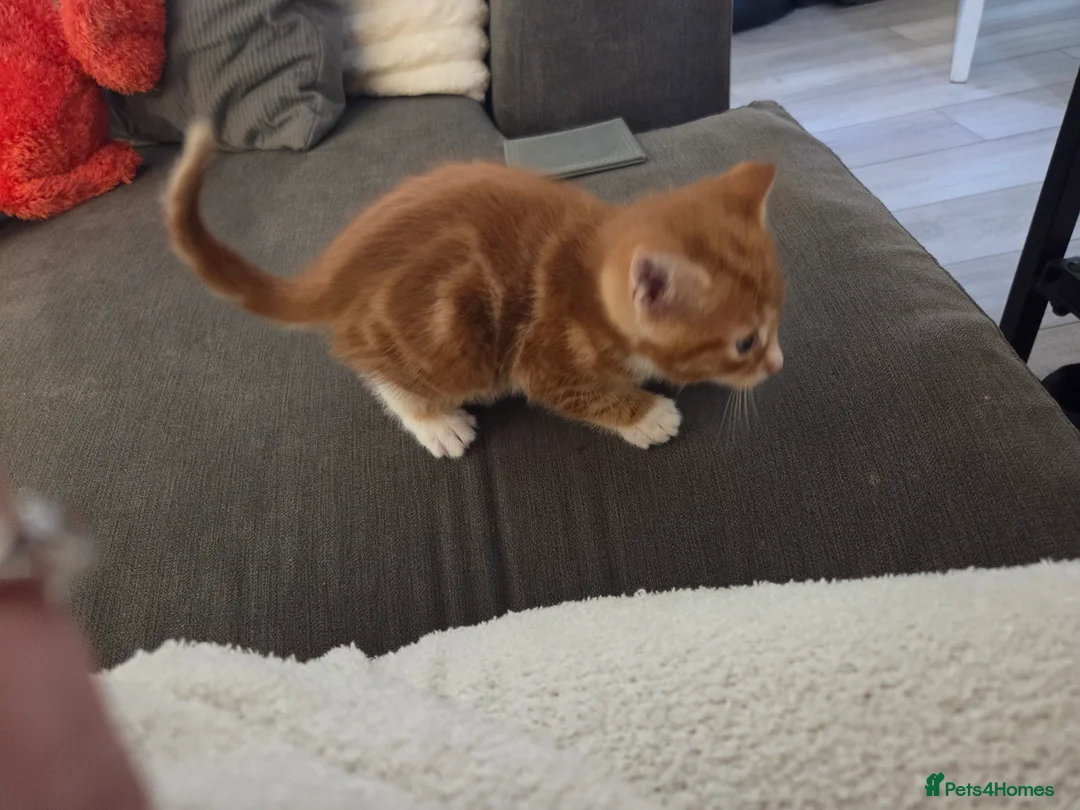 Mixed Breed cats for sale: Kittens for sale - Advert 2