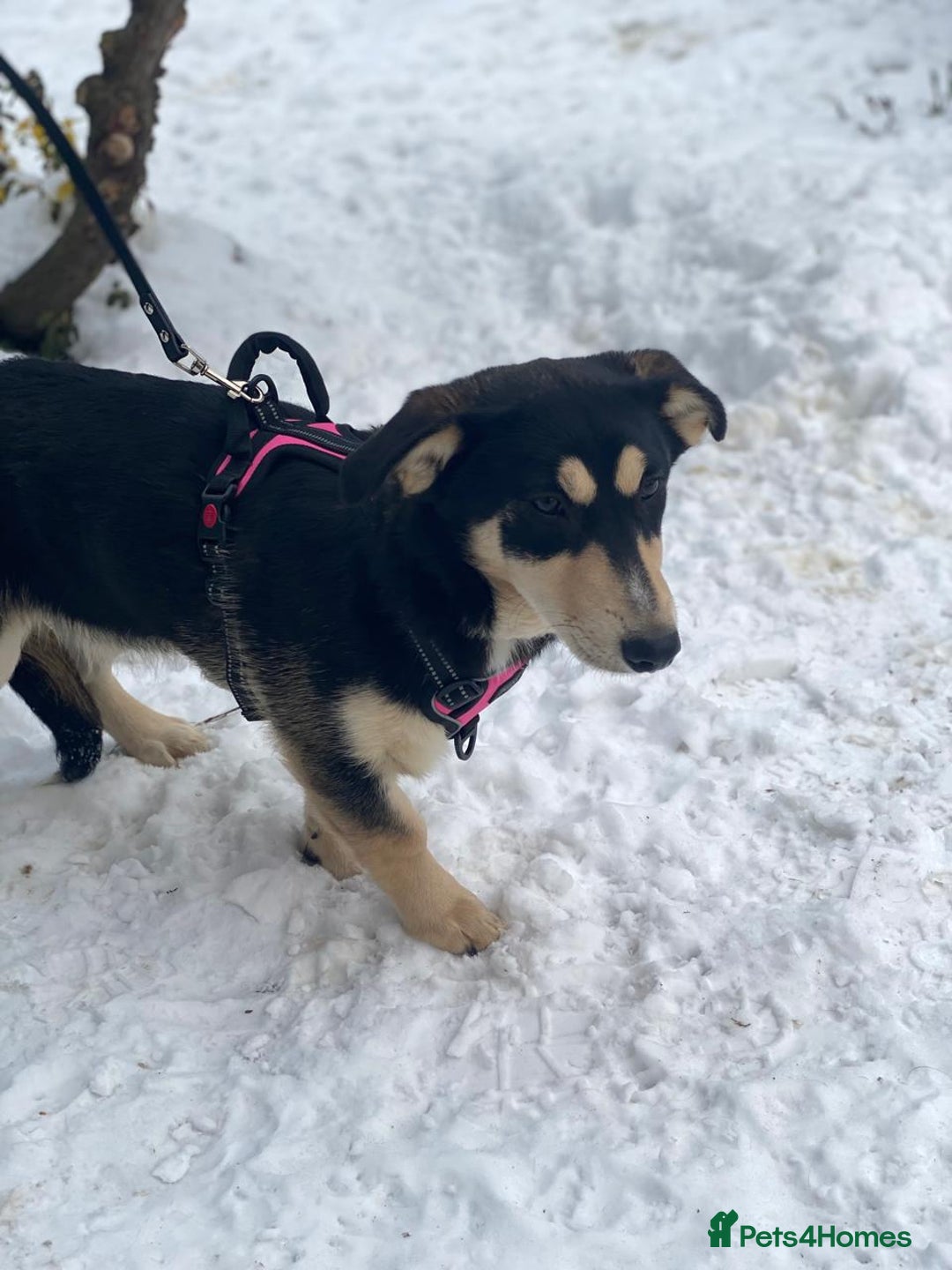 Mixed Breed dogs for adoption: 💖🐶 LADY AND DORY 🐶💖 - Advert 6