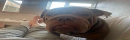 English Bulldog dogs for sale: British bulldog  in Huntingdon - Advert 5