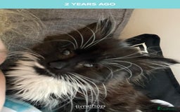 British Longhair cats for sale: 4 year old blind stick needs a new home - Advert 11