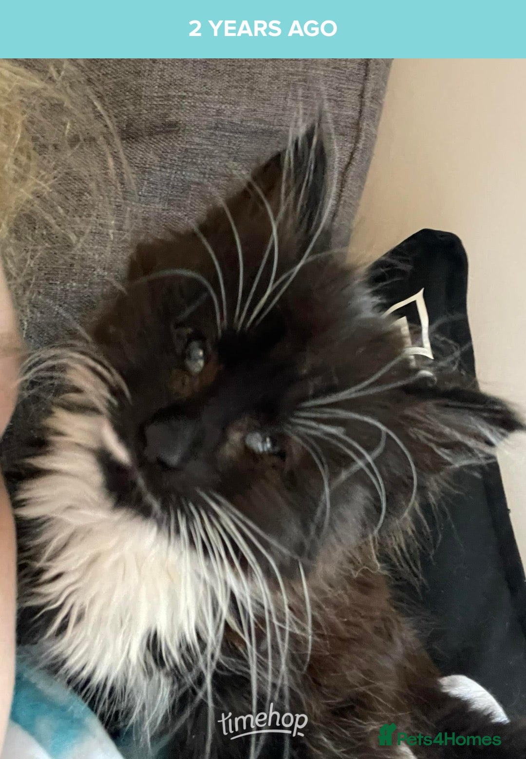 British Longhair cats for sale: 4 year old blind stick needs a new home - Advert 11