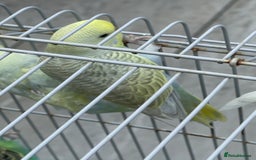 Budgerigars birds for sale: Baby Budgies in Birmingham - Image 5