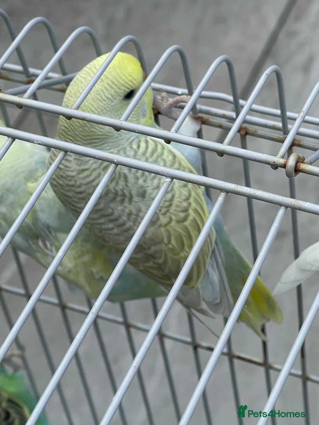 Budgerigars birds for sale: Baby Budgies in Birmingham - Image 5