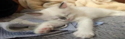 Ragdoll cats for sale: Adorable little Ragdolls  - Advert 10
