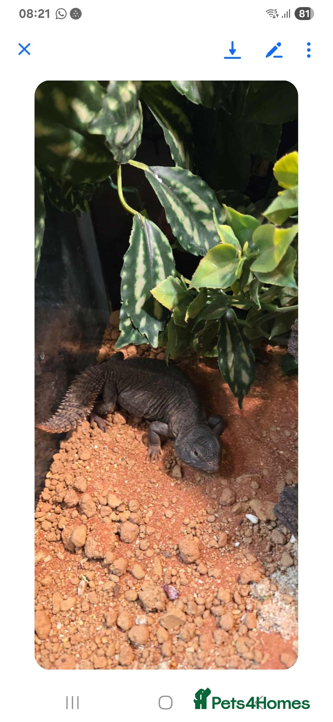 Gecko reptiles for sale: Lizards for sale - Advert 3