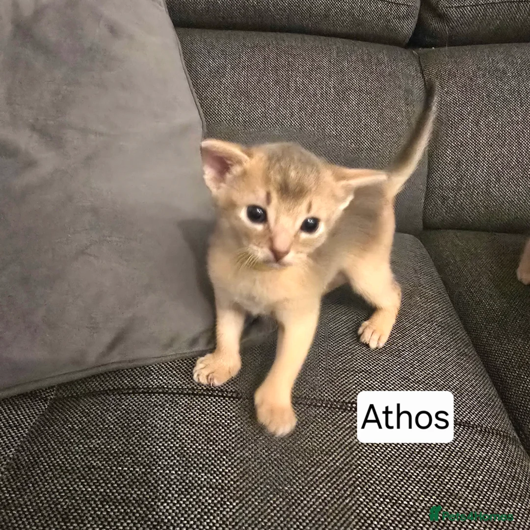 Abyssinian cats for sale: Champions 🏆  line Abyssinian Kitten!😸 - Advert 9