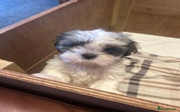 Shih Tzu dogs for sale: 2 beautiful Shih Tzu puppies for sale  - Image 6