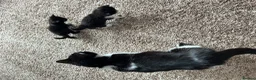 Domestic Shorthair cats for sale: 2 female kittens looking for there forever home - Advert 7
